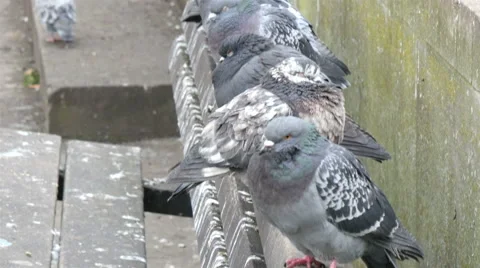 Lots of pigeons standing on the bench in the park Stock Footage 48953951