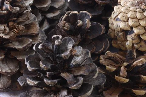 Lots of pine cones. Stock Photos