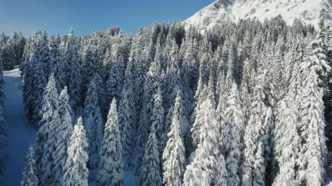 Lots of pine trees covered with a snow near mountain slope in Swiss Alps. Aerial Stock Footage 224537652