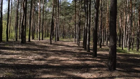 Lots of pine trees in the Stock Footage 132255204