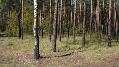 Lots of pine trees in the summer Stock Footage 132255275