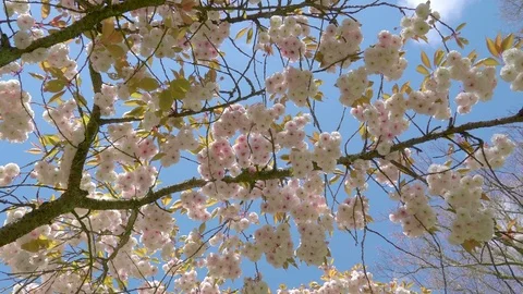 Lots of pink cherry blossoms flowers on the tree branch Stock Footage 79786954