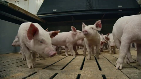 Lots of pink piglets close-up Video stock 159958347