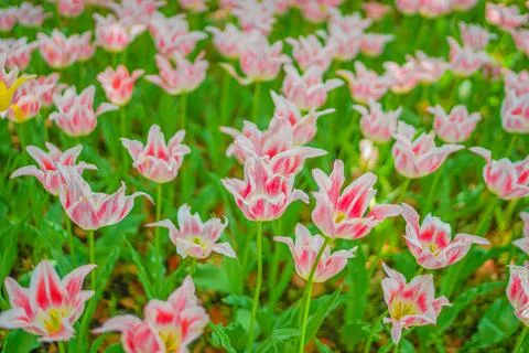 Lots of pink tulips Stock Photos