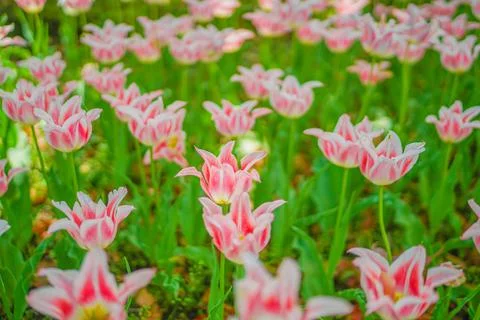 Lots of pink tulips Stock Photos