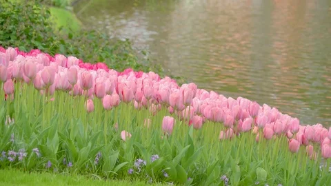 Lots of pink tulips on the river side Stock Footage 79814243