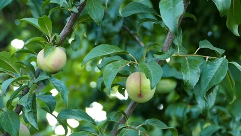 Lots of plums on plum tree,close-up green plums,plums on branch close-up, Stock Footage 224733674