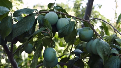 Lots of plums on plum tree,close-up green plums,plums on branch close-up, 動画素材 225525056