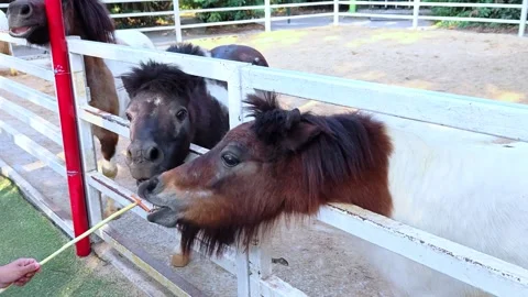 Lots of ponies on the farm in a paddock walks outdoors. 動画素材 301275479