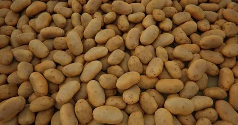 Lots of potatoes. Close view. Vegetable background Stock Photos
