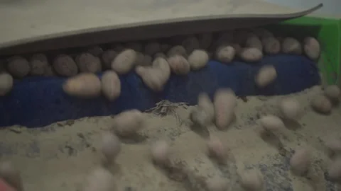 Lots of potatoes rolling on the tape Stock Footage 145426735