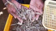 lots of prawn shrimp in fish market for , Stock Video