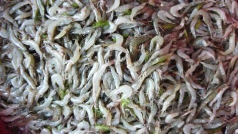 lots of prawn shrimp in fish market for , Stock Video