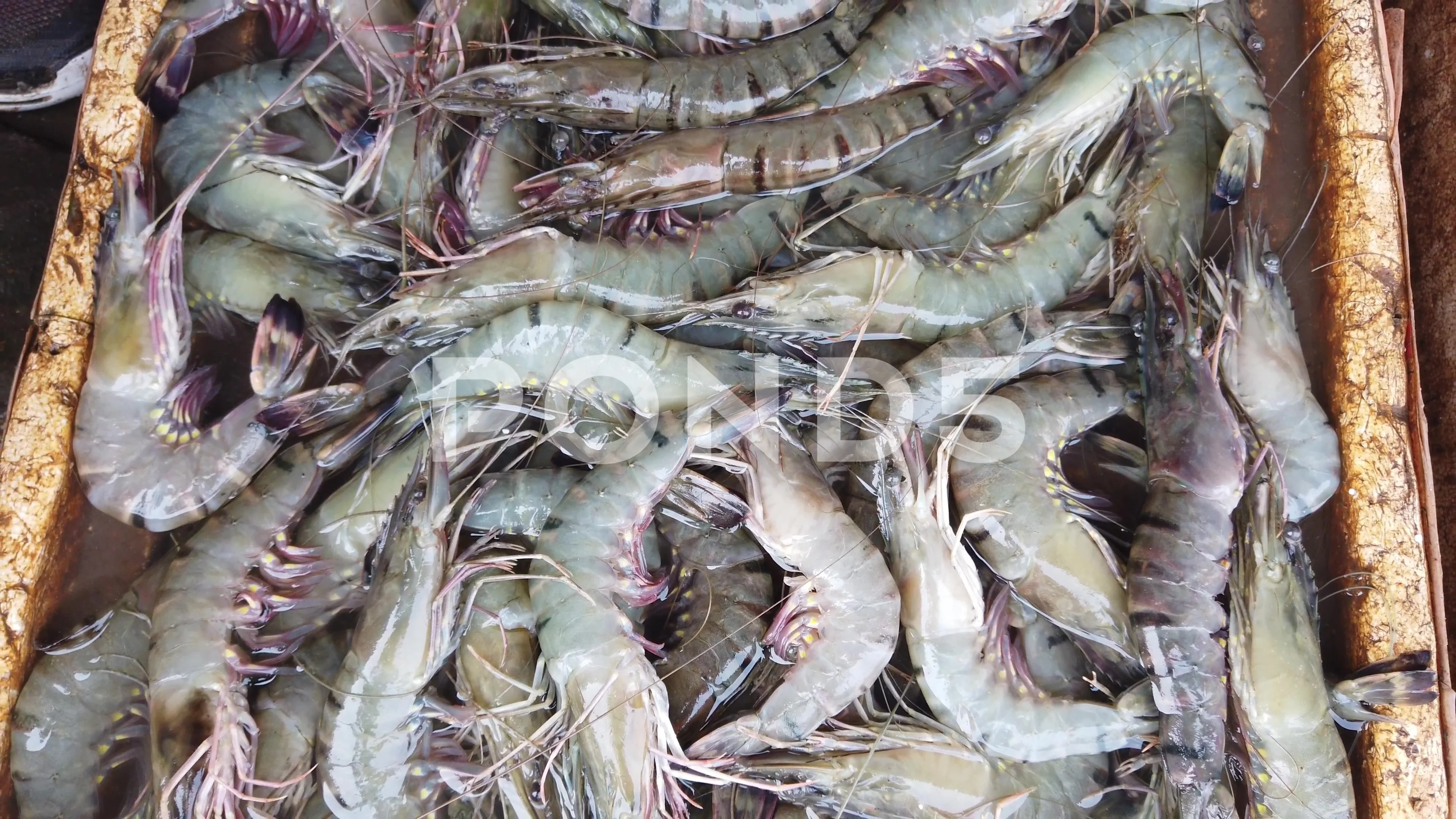 lots of prawn shrimp in fish market for , Stock Video