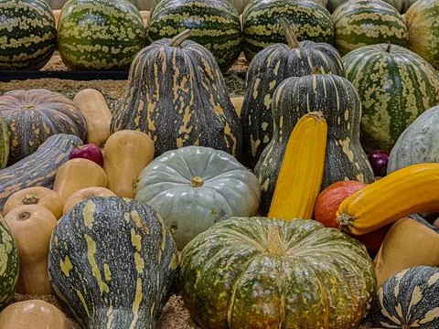 Lots of Pumpkin Stock Photos