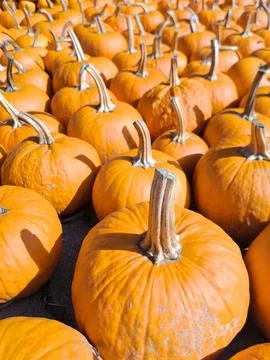 Lots of pumpkins on a fall farm 스톡 사진