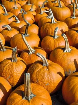 Lots of pumpkins on a fall farm Stock Photos