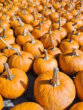 Lots of pumpkins on a fall farm Stock Photos