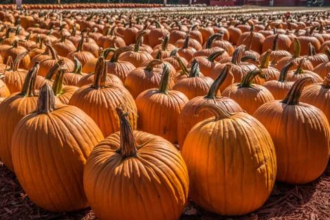 Lots of pumpkins at a farm Stock Photos