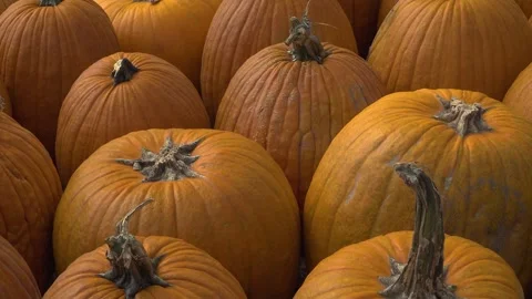 Lots of pumpkins on the ground together Stock Footage 323673780