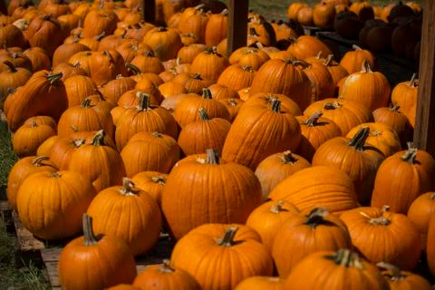 Lots of pumpkins Foto stock