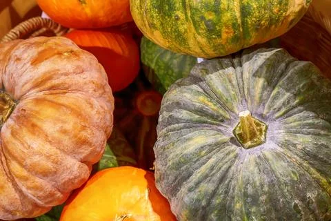 Lots of pumpkins Stock Photos