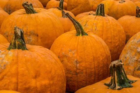 Lots of pumpkins together Foto stock