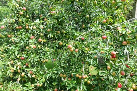 Lots of red apples on an apple tree Stock Photos