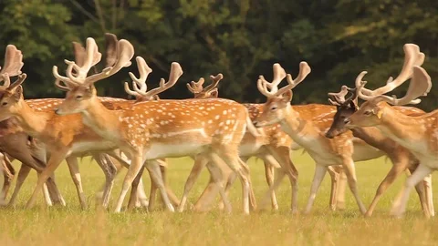 Lots of Red Deer in the Park Stock Footage 87792584