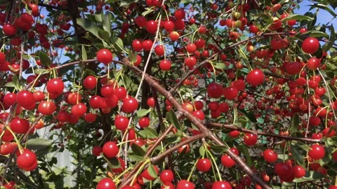 Lots of red, ripe cherries on the tree Stock Footage 135499422