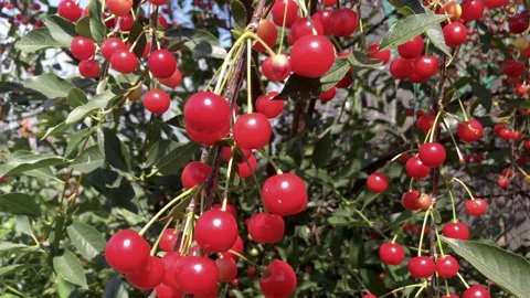 Lots of red, ripe cherries on the tree Stock Footage 135499430