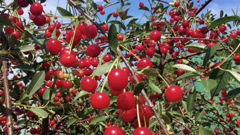 Lots of red, ripe cherries on the tree Stock Footage 135499452
