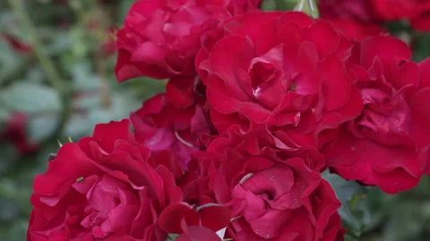 Lots of red rose buds close up Stock Footage 244331317