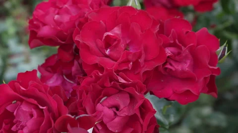 Lots of red rose buds close up Stock Footage 244334827