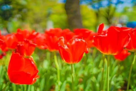 Lots of red tulips Stock Photos