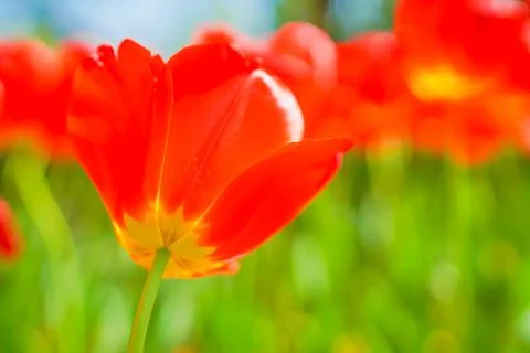Lots of red tulips Stock Photos