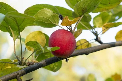 Lots of red wild apples on a tree branch. Foto stock
