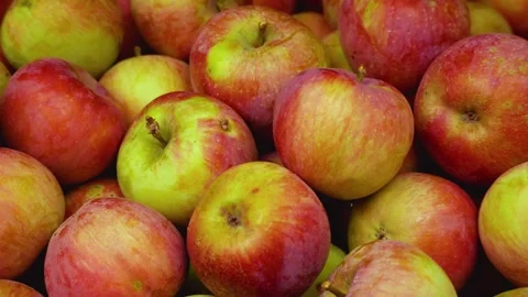 Lots of ripe apple, red apples. Panorama. Harvesting apple. A sweet, healthy Stock Footage 255460133