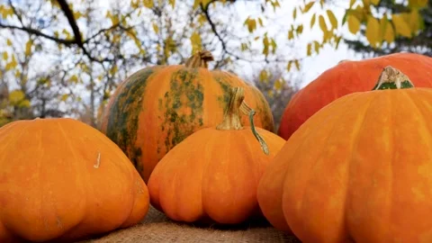 Lots of ripe large orange pumpkins on the table against the background of an Stock Footage 287104681