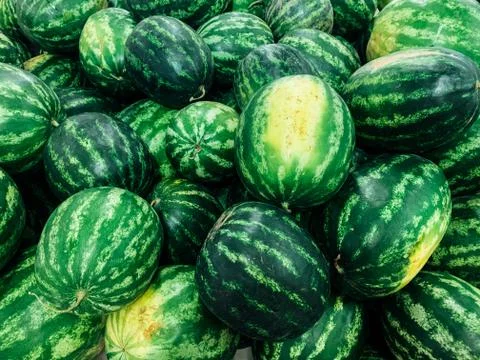 Lots of ripe sweet watermelons to eat as a background Stock Photos