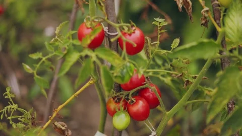 Lots of ripe tomatoes Stock Footage 254556649