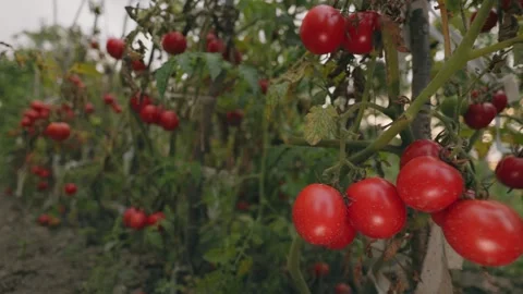 Lots of ripe tomatoes Stock Footage 255239595