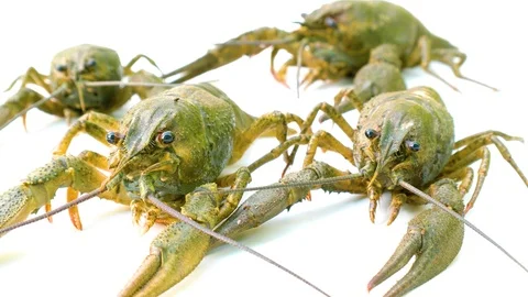 Lots of river crayfish on white isolated background Stock Footage 92272388