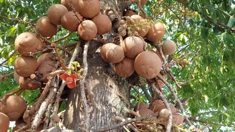 Lots of sala tree fruit Stock Footage 262421420