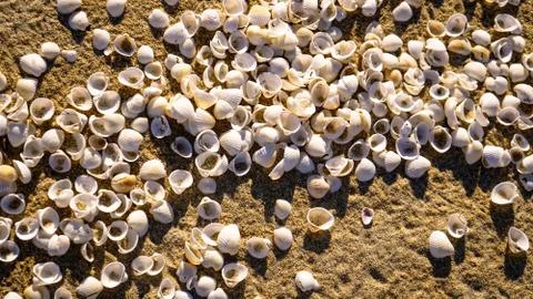 A lots of sea shells background concept on the beach Stock Photos