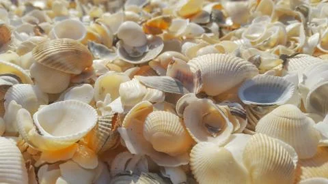 Lots of Sea shells close up Stock Photos