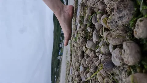 Lots of sea urchins on a beach in County Donegal, Ireland Stock Footage 295425737