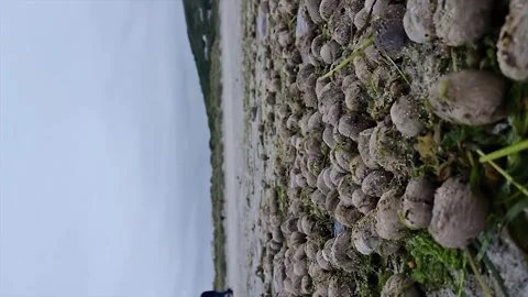 Lots of sea urchins on a beach in County Donegal, Ireland Stock Footage 295993140