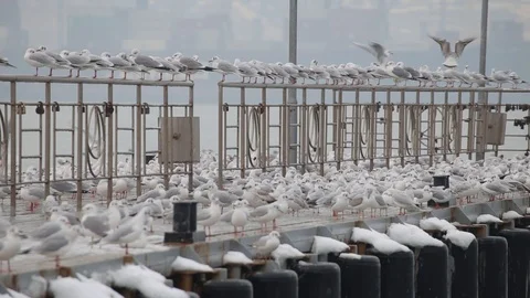 Lots of seagulls on the quay Stock Footage 102918173