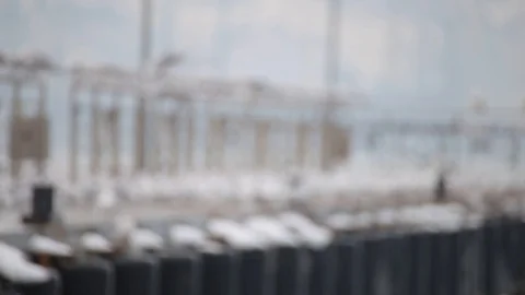 Lots of seagulls on the quay Stock Footage 102918212